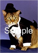 CATN03.jpg